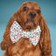 Bowtie Candy Cane Bowtie by Life for Pawz – Handmade for pets