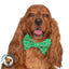 Bowtie Candy Cane Christmas by Life for Pawz – Handmade for pets