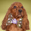 Bowtie Glow - in - the - Dark Ghost Bowtie by Life for Pawz – Handmade for pets