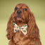 Bowtie Halloween Frog Bowtie with Initial by Life for Pawz – Handmade for pets