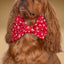 Bowtie Red Christmas Bowtie by Life for Pawz – Handmade for pets