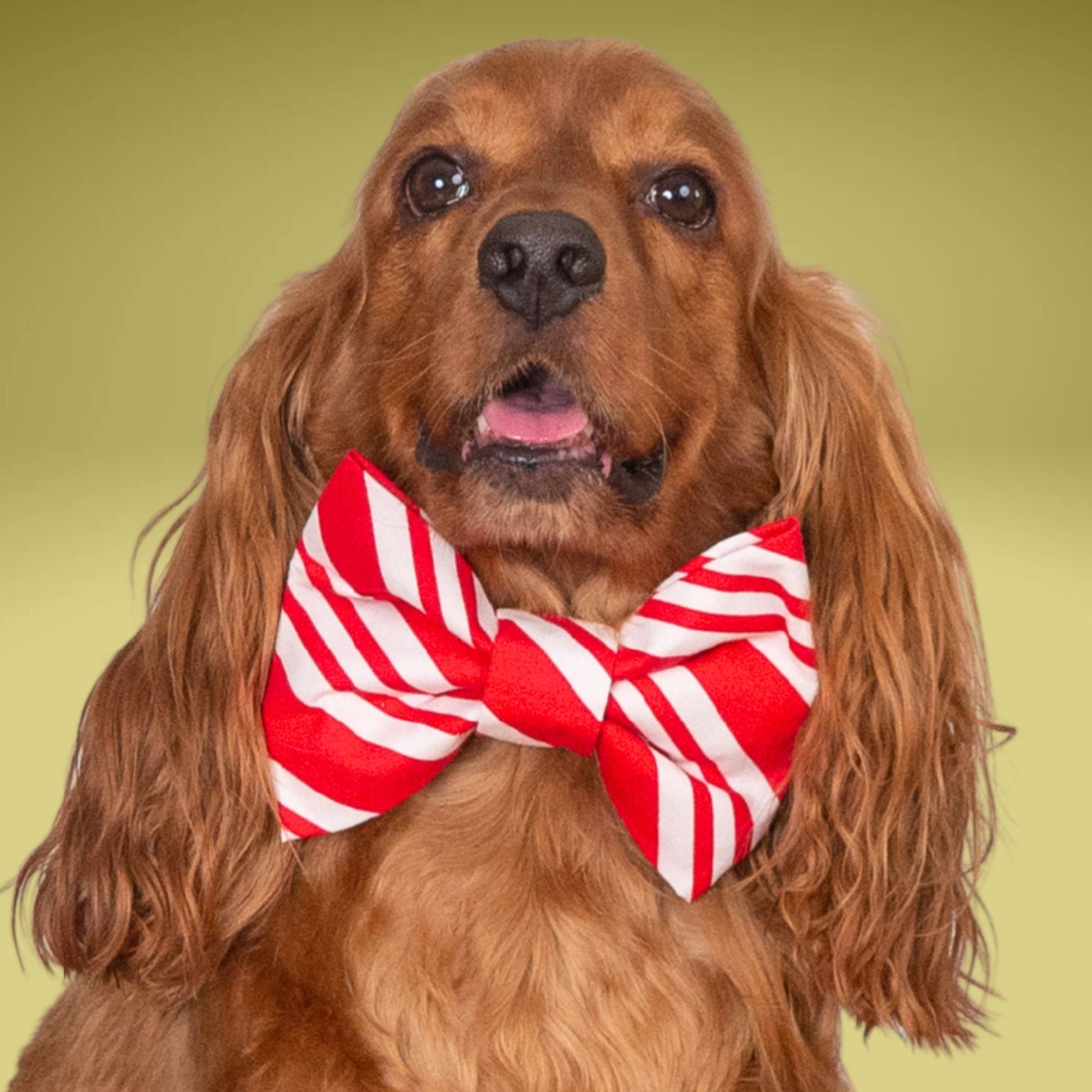 Bowtie Red Stripe Bowtie by Life for Pawz – Handmade for pets