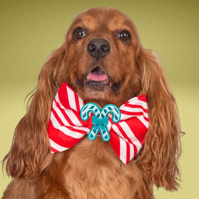 Bowtie Red Stripe Bowtie by Life for Pawz – Handmade for pets