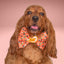Bowtie Spooky Icons Bowtie by Life for Pawz – Handmade for pets