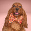 Bowtie Spooky Icons Bowtie by Life for Pawz – Handmade for pets
