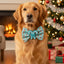 Bowtie Teal Reindeer Bowtie by Life for Pawz – Handmade for pets