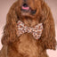 Bowtie Turkey Football Bowtie by Life for Pawz – Handmade for pets