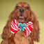 A brown dog wearing a red and white striped bow tie with a candy cane design, looking directly at the camera with a happy expression.