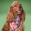 Flannel Bandanas Bright Multicolor Plaid by Life for Pawz – Handmade for pets