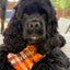 Flannel Bandanas Fall Plaid by Life for Pawz – Handmade for pets