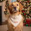 Flannel Bandanas Santa Flannel Dog Bandana by Life for Pawz – Handmade for pets