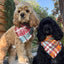 Flannel Bandanas Teal & Rust Plaid by Life for Pawz – Handmade for pets