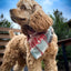 Flannel Bandanas Teal & Rust Plaid by Life for Pawz – Handmade for pets