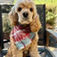 Flannel Bandanas Teal & Rust Plaid by Life for Pawz – Handmade for pets