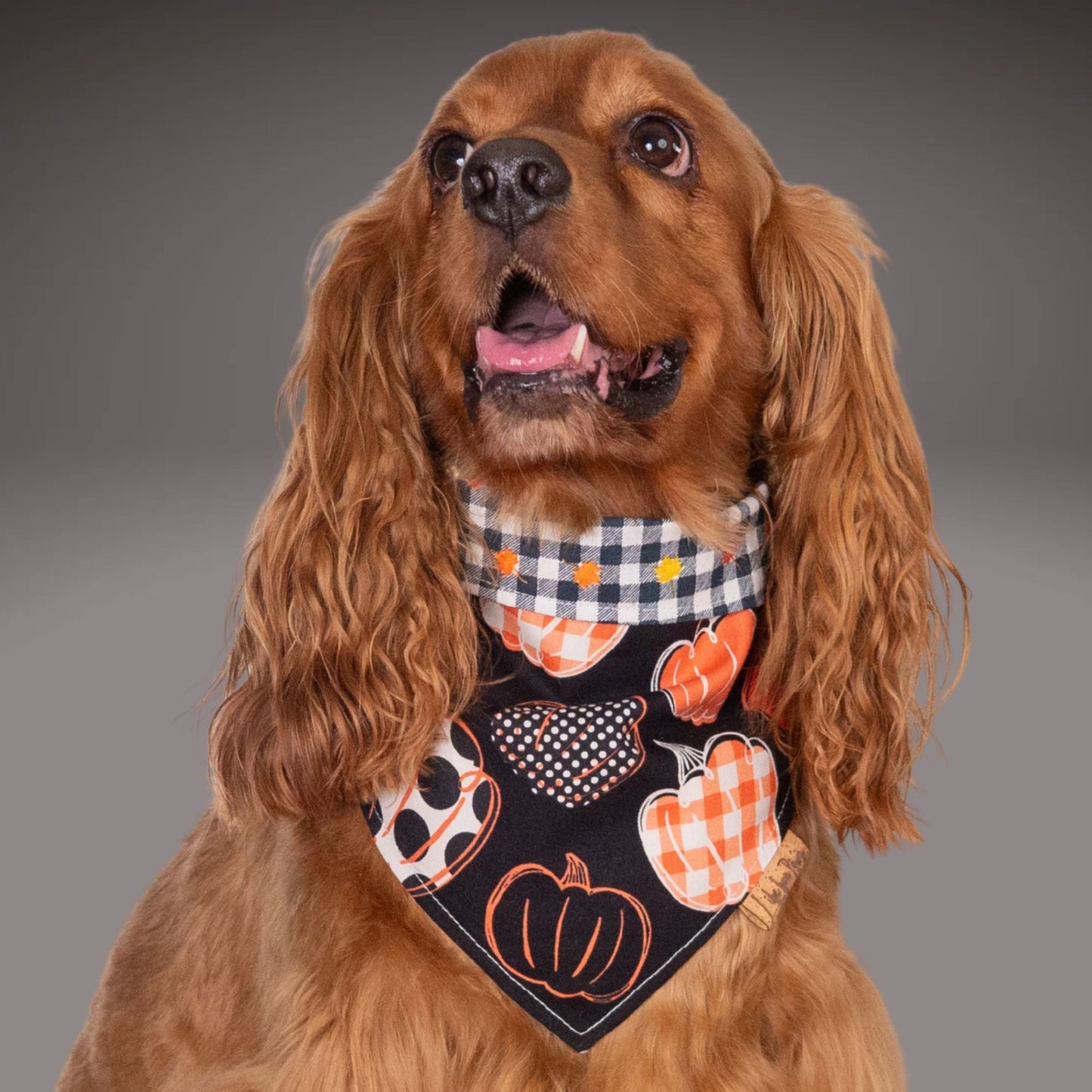Pumpkin Patch by Life for Pawz – Handmade for pets