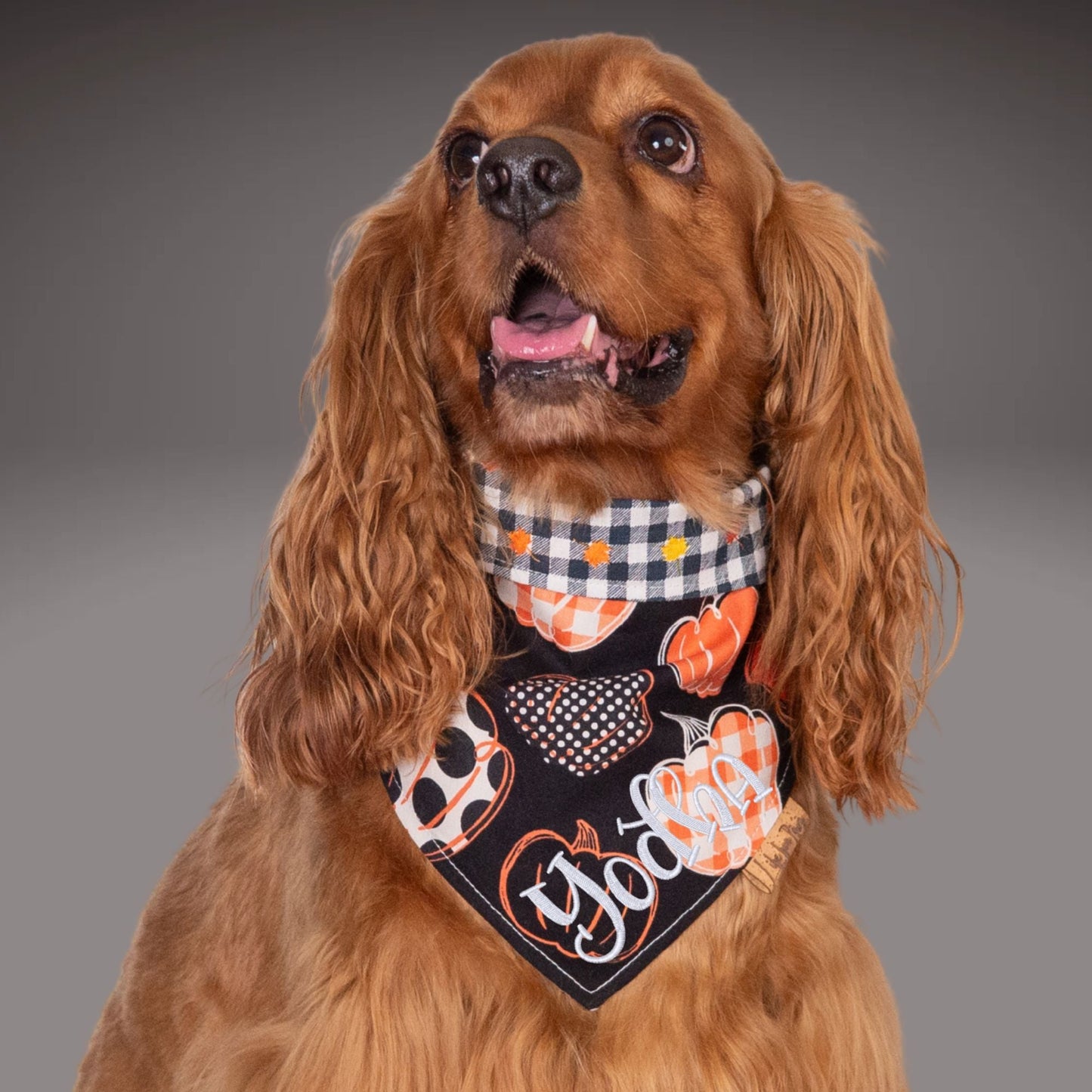 Pumpkin Patch by Life for Pawz – Handmade for pets