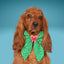Sailor Bow Candy Cane Christmas Sailor Bow by Life for Pawz – Handmade for pets