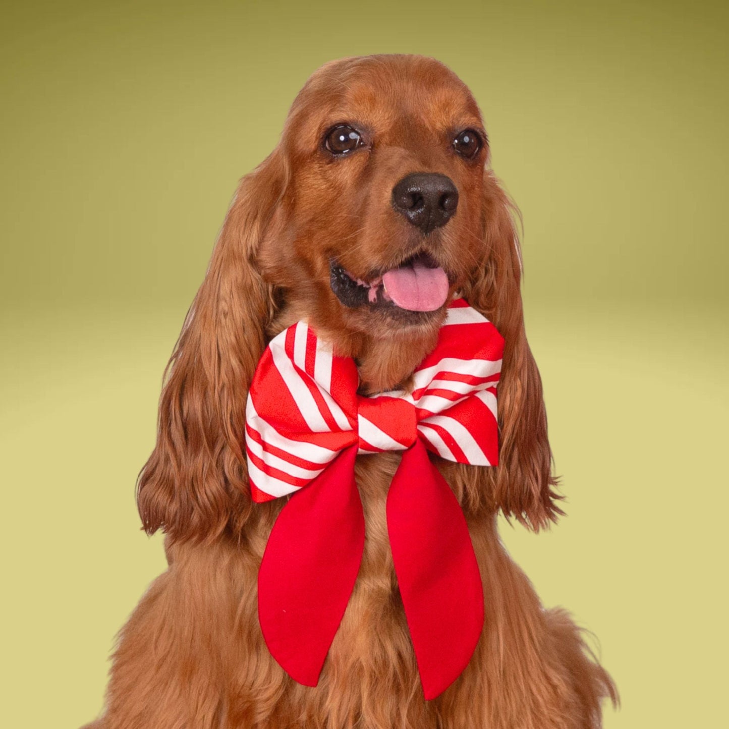 Sailor Bow Candy Cane Stripe Sailor Bow by Life for Pawz – Handmade for pets