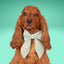 Sailor Bow Gingerbread Holiday Sailor Bow by Life for Pawz – Handmade for pets