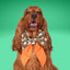 Sailor Bow Glow - in - the - Dark Ghost Bow by Life for Pawz – Handmade for pets