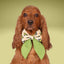 Sailor Bow Halloween Frog Sailor Bow with Initial by Life for Pawz – Handmade for pets