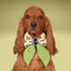 Sailor Bow Halloween Frog Sailor Bow with Initial by Life for Pawz – Handmade for pets