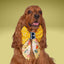 Sailor Bow Honeybee Sailor Bow with Initial Topper by Life for Pawz – Handmade for pets