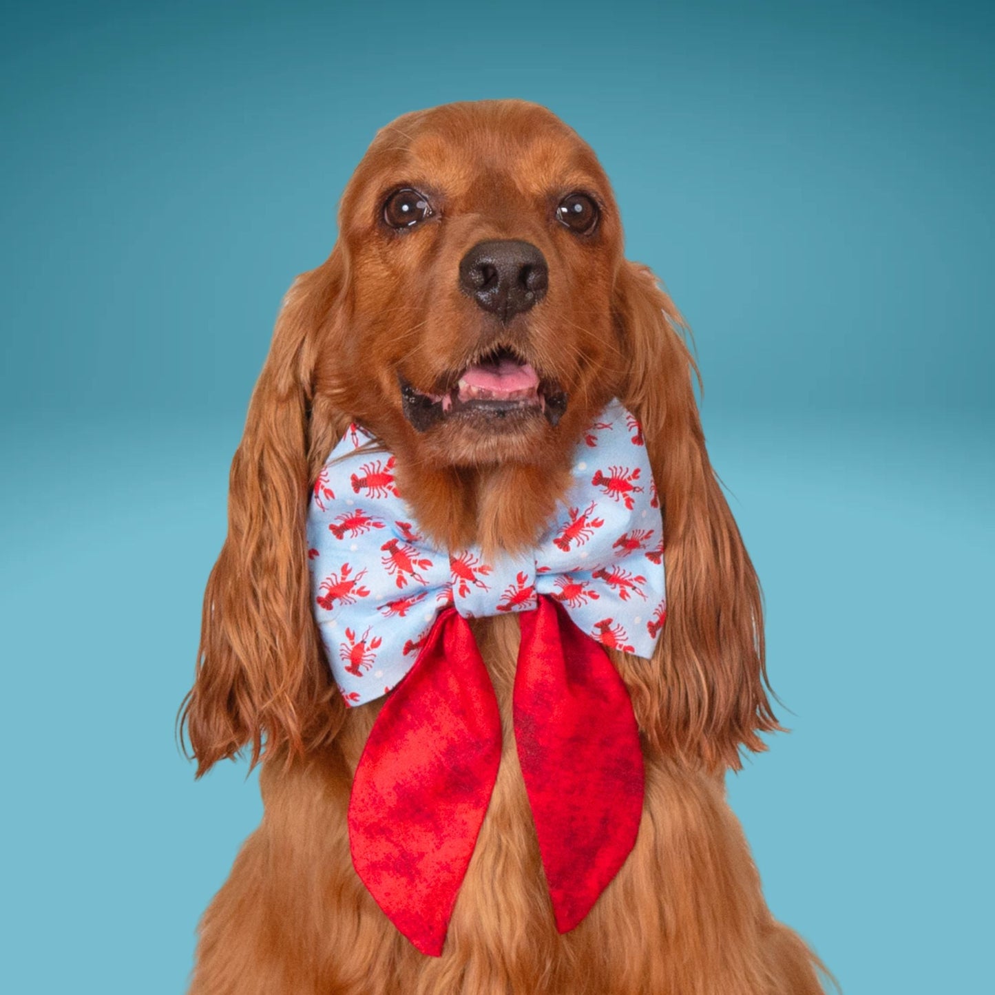 Sailor Bow Lobster Sailor Bow with Initial by Life for Pawz – Handmade for pets