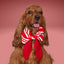 Sailor Bow Red Candy Cane Bow by Life for Pawz – Handmade for pets