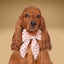 Sailor Bow Reindeer Holiday Sailor Bow by Life for Pawz – Handmade for pets