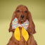 Sailor Bow School Sailor Bow with Initial by Life for Pawz – Handmade for pets