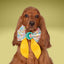 Sailor Bow School Sailor Bow with Initial by Life for Pawz – Handmade for pets