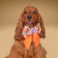 Sailor Bow Strawberry Daisy Sailor Bow with Initial by Life for Pawz – Handmade for pets