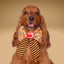 Sailor Bow Treats in My Future Bow by Life for Pawz – Handmade for pets