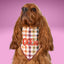 Scrunchie Bandanas Autumn Plaid by Life for Pawz – Handmade for pets