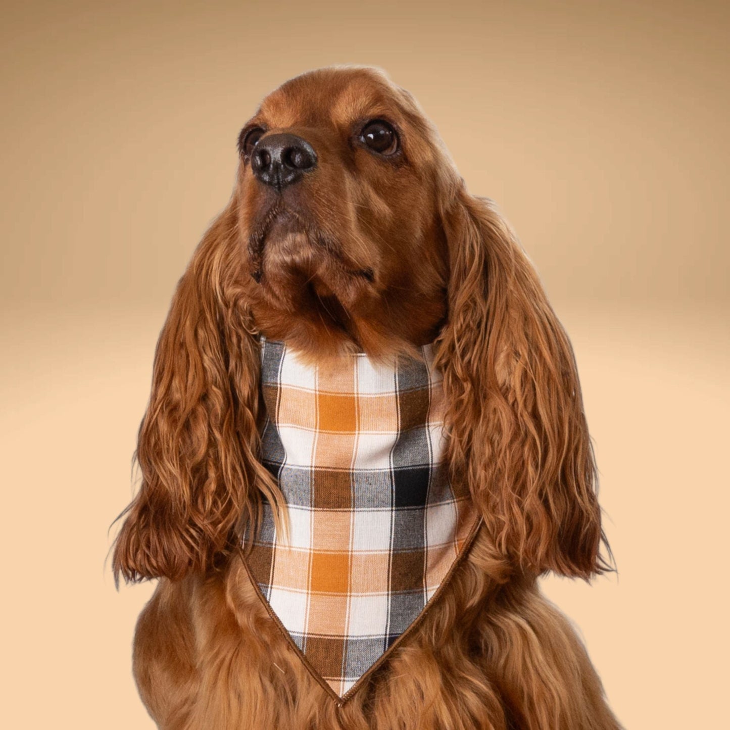 Scrunchie Bandanas Golden Plaid by Life for Pawz – Handmade for pets