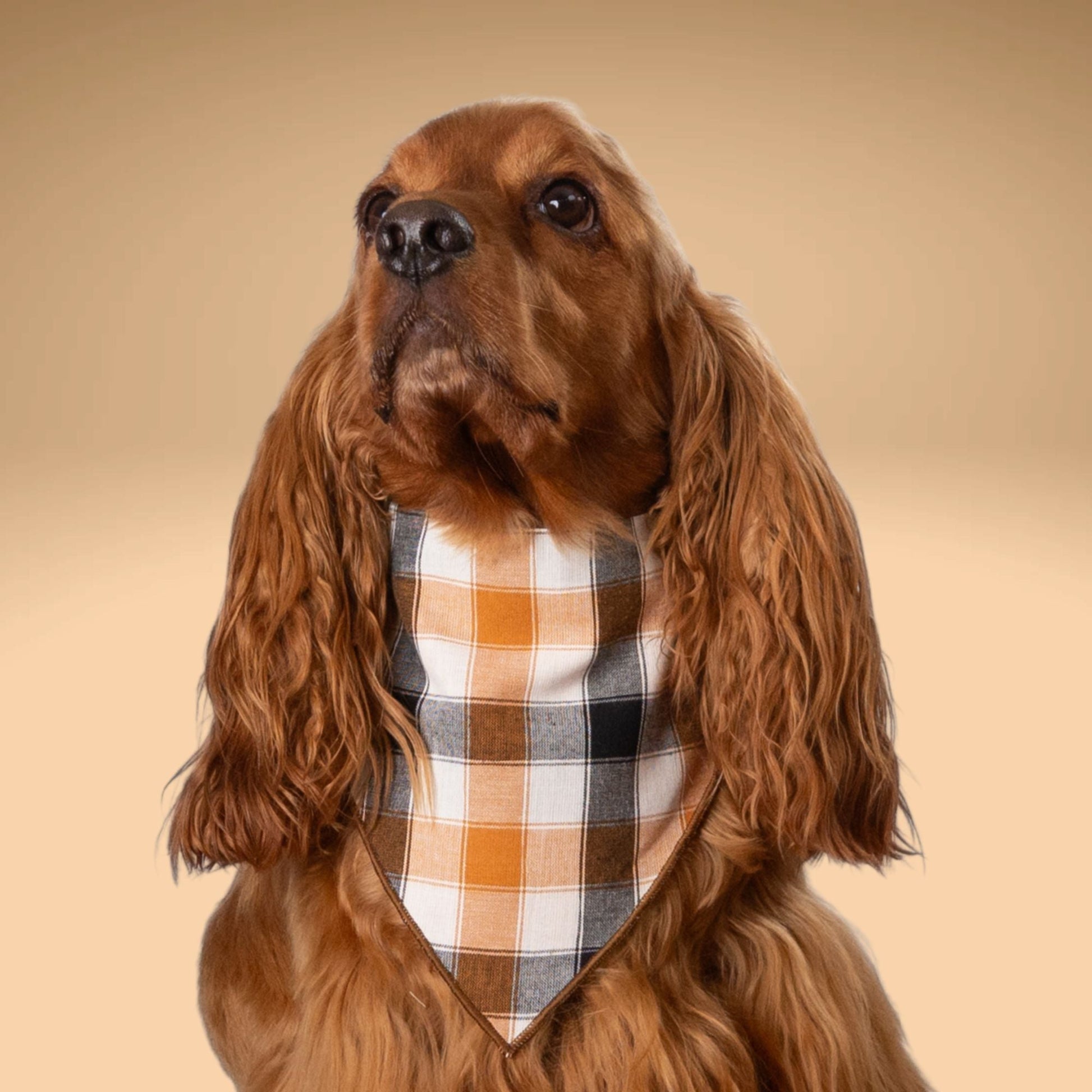Scrunchie Bandanas Golden Plaid by Life for Pawz – Handmade for pets