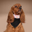 Tie and Snap Boo Crew by Life for Pawz – Handmade for pets