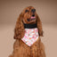Tie and Snap Boo Crew by Life for Pawz – Handmade for pets