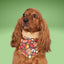 Tie and Snap Cozy Game Day by Life for Pawz – Handmade for pets