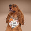 Tie and Snap Fall Football by Life for Pawz – Handmade for pets