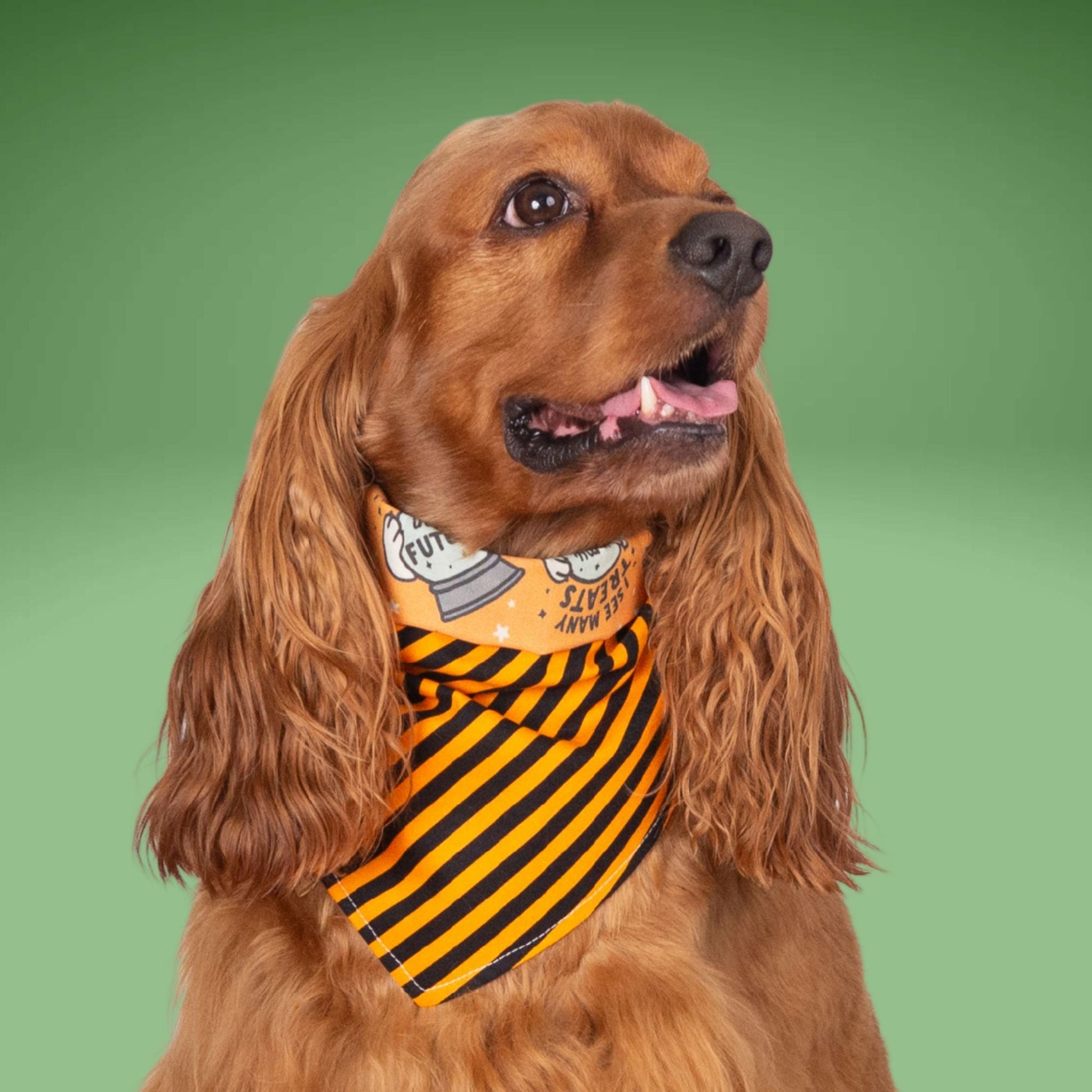 Tie and Snap I See Treats by Life for Pawz – Handmade for pets