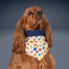 Tie and Snap Monster Mash by Life for Pawz – Handmade for pets