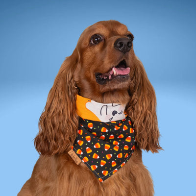 Tie and Snap Pumpkin Pals by Life for Pawz – Handmade for pets
