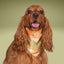 Tie and Snap Pumpkin Spice Plaid by Life for Pawz – Handmade for pets