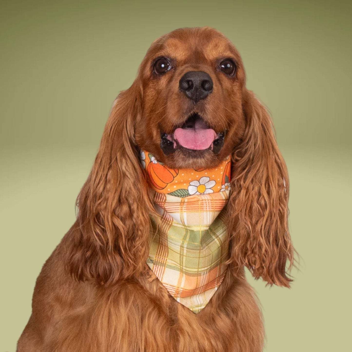 Tie and Snap Pumpkin Spice Plaid by Life for Pawz – Handmade for pets