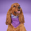 Tie and Snap Wicked Treats by Life for Pawz – Handmade for pets